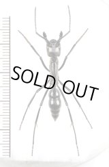 画像: アリの一種　Dinoponera lingipes　♀　コロンビア