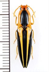 画像: コメツキムシの一種　Semiotus bilineatus　ペルー