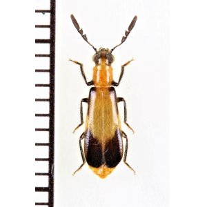 画像: ベニボタル擬態のカッコウムシの一種　Cleridae species　ザンビア