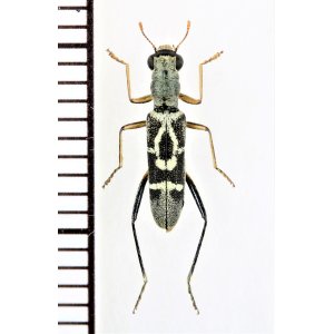 画像: アリ擬態のカッコウムシの一種　Cleridae species　♀　ベトナム北東部