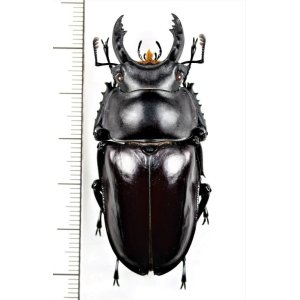 画像: マルバネクワガタの一種　Neolucanus maximus vendli　♂57.3mm　台湾