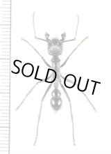画像: アリの一種　Paraponera clavata　♀   フランス領ギアナ
