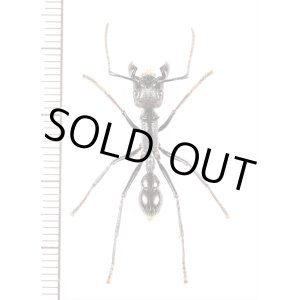 画像: アリの一種　Paraponera clavata　♀   フランス領ギアナ