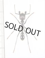 画像: アリの一種　Paraponera clavata　♀   ペルー