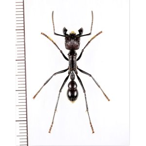 画像: アリの一種　Paraponera clavata　♀   ペルー