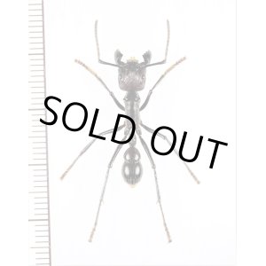 画像: アリの一種　Paraponera clavata　♀   ペルー