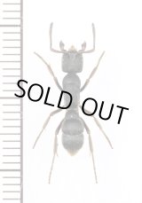 画像: アリの一種　Formicidae species　♀　インド