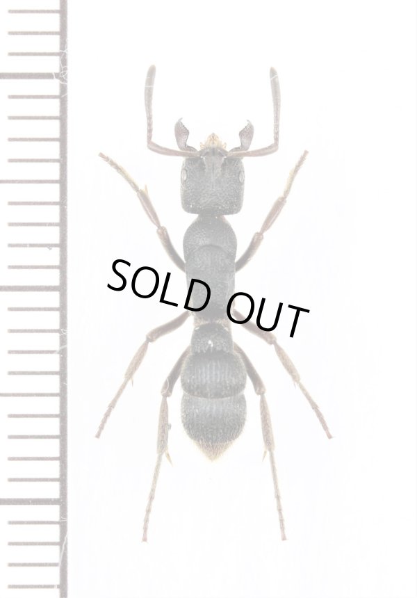 画像1: アリの一種　Formicidae species　♀　インド