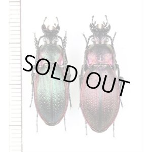 画像: オサムシの一種　Carabus excellens lomnitzkii　ペア　ウクライナ