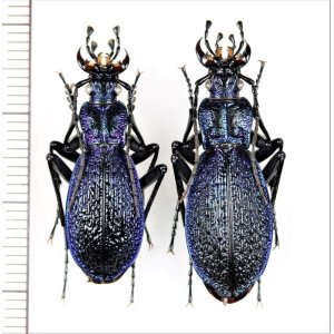 画像: オサムシの一種　Carabus intricatus　ペア　ウクライナ