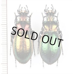 画像: オサムシの一種　Carabus obsoletus obsoletus　ペア　ウクライナ