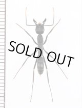 画像: アリの一種　Formicidae species　エクアドル