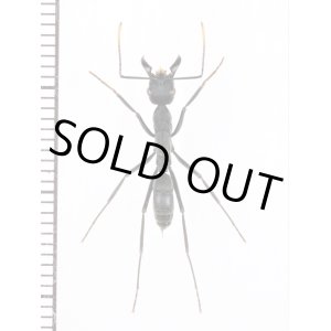 画像: アリの一種　Formicidae species　エクアドル