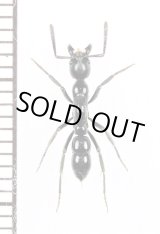 画像: アリの一種　Formicidae species　♀　マダガスカル