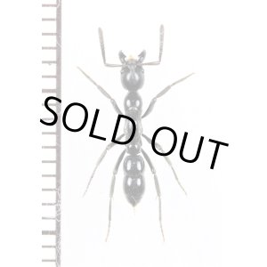 画像: アリの一種　Formicidae species　♀　マダガスカル
