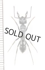 画像: アリの一種　Formicidae species　♀　ザンビア
