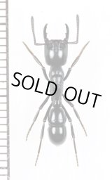画像: アリの一種　Formicidae species　♀ 　南アフリカ
