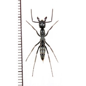 画像: アリの一種　Formicidae species　♀　ザンビア