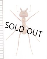 画像: アリの一種　Atta sexdens　♀   ペルー