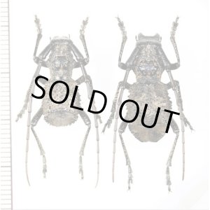 画像: カミキリムシの一種　Morimospasma sp.　ペア　中国（陝西省）