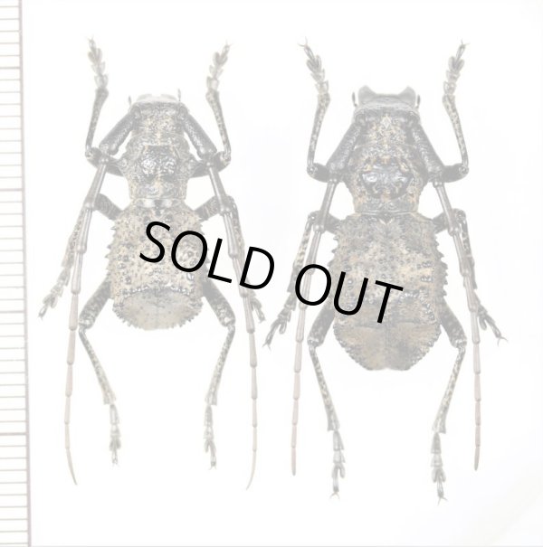画像1: カミキリムシの一種　Morimospasma sp.　ペア　中国（陝西省）