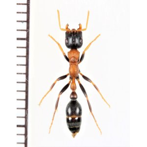 画像: アリの一種　Formicidae species　♀   ベトナム中部