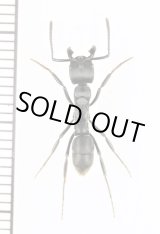 画像: アリの一種　Dinoponera sp.　ブラジル