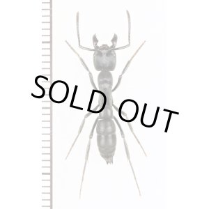 画像: アリの一種　Dinoponera sp.　エクアドル