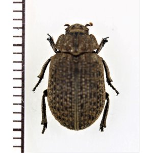 画像: コブスジコガネの一種　Omorgus sp.　 ベトナム南部