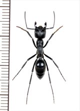 画像: アリの一種　Formicidae species　♀ 　南アフリカ