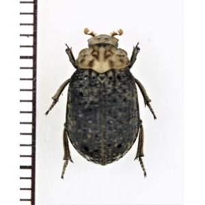 画像: コブスジコガネの一種　Omorgus sp.　 ベトナム南部