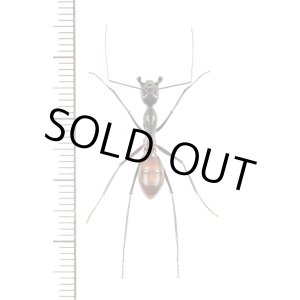 画像: アリの一種　Formicidae species　♀　マレーシア（ボルネオ島）