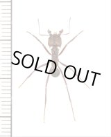 画像: アリの一種　Formicidae species　♀　パナマ