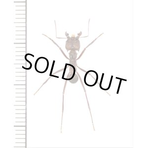 画像: アリの一種　Formicidae species　♀　パナマ