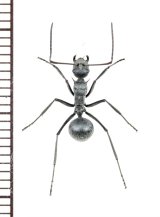 画像: トゲアリの一種　Polyrhachis sp.　♀　 タンザニア