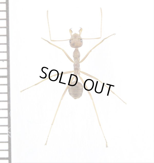 画像1: アリの一種　Formicidae species　♀　ミャンマー