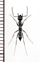 画像: アリの一種　Formicidae species　♀　ミャンマー