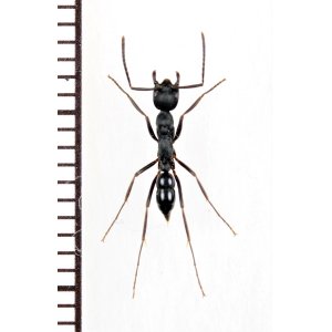 画像: アリの一種　Formicidae species　♀　ミャンマー