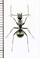 画像: トゲアリの一種　Polyrhachis sp.　♀　ミャンマー