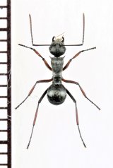 画像: トゲアリの一種　Polyrhachis sp.　♀　ミャンマー