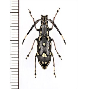 画像: ヒゲナガゾウムシの一種　Anthribidae species　♂　ベトナム北東部