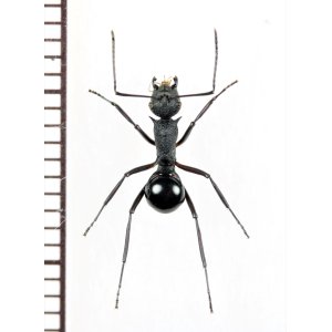 画像: トゲアリの一種　Polyrhachis sp.　♀　ソロモン諸島（マライタ島）