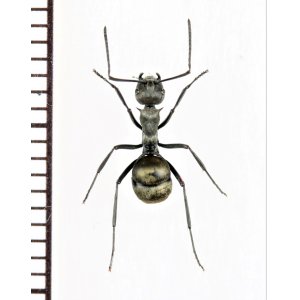 画像: トゲアリの一種 　Polyrhachis sp.　♀　 インドネシア（スマトラ島）