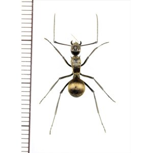 画像: トゲアリの一種 　Polyrhachis sp.　♀　 インドネシア（スラウェシ島）