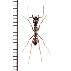 画像: アリの一種 　Formicidae species　♀　 インドネシア（スマトラ島）