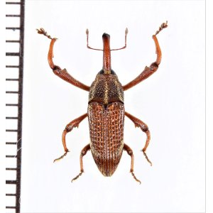 画像: ゾウムシの一種　Curculionidae species   ベトナム北東部