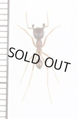 画像: アリの一種　Formicidae species　♀　カメルーン