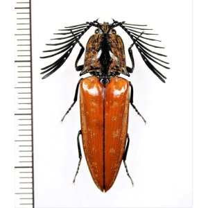 画像: コメツキムシの一種　Elateridae species　♂　ベトナム北東部