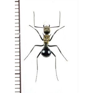 画像: トゲアリの一種 　Polyrhachis sp.　♀　 インドネシア（モルッカ諸島・ウォカム島）