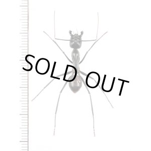 画像: オオアリの一種 　Camponotus gigas　♀（働きアリ）　 インドネシア（スマトラ島）
